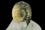 Translucent Ammonite (Asteroceras) Fossil - Dorset, England #171267-2